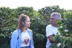 Green Unroasted coffee beans 10 pounds Colombia El Pilar Washed Castillo Rosario