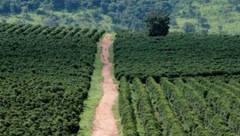 2, 5, 10 LB NICARAGUA FRESH ROASTED COFFEE WHOLE BEAN, GROUND – ARABICA