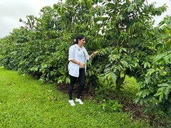 100% HAWAIIAN – KONA COFFEE BEANS PEABERRY DARK ROASTED 1 POUND BAG