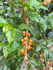 1 LB HIGH ALTITUDE PERUVIAN PERU UNROASTED GREEN COFFEE BEANS – ORGANIC ARABICA