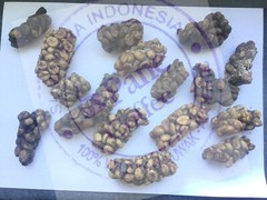 250g Whole Beans – 100% Wild Kopi Luwak Civet Coffee from Indonesia