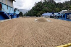 BRAZILIAN YELLOW BOURBON COFFEE BEANS MEDIUM ROASTED 5 POUNDS IN 1 POUND BAGS