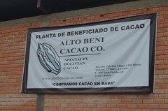 3lbs Bolivia Heirloom Certified-Organic Unroasted Cacao Beans. NEW CROP!