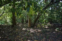 3lbs Bolivia Heirloom Certified-Organic Unroasted Cacao Beans. NEW CROP!