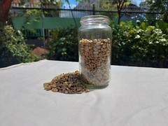 10 lb, le Cafe de Bondowoso – Arabica Coffee