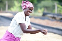 2lb/40lb – Tanzania AA – Specialty Grade – Premium Unroasted Green Coffee Beans