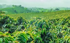 Unroasted Coffee Beans 100% Kona Hawaiian Peaberry 5 Pounds Newest Crop 2023