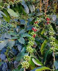 Ethiopia Natural Kaffa Bun – Specialty Organic – Single Origin – Med-Dark Roast