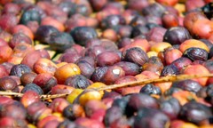 BALI BLUE MOON COFFEE BEANS MEDIUM ROASTED 5 POUNDS