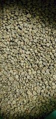 5 LB COSTA RICA, COSTA RICAN, UNROASTED GREEN COFFEE BEANS FIVE POUND – ARABICA