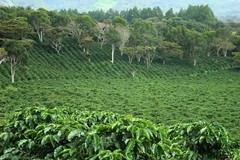 5 lb PANAMA BOQUETE ROASTED COFFEE BEANS WHOLE BEAN – ARABICA – MEDIUM ROAST