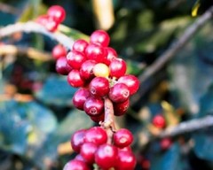 MEXICAN OAXACA COFFEE BEANS MEDIUM ROASTED 5 POUNDS
