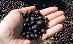 ETHIOPIAN YIRGACHEFF COFFEE BEANS DARK ROASTED 5 POUNDS