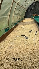 🌱 100% Colombian Single-Origin Specialty Roast ☕️ 1 Pound Whole Or Ground