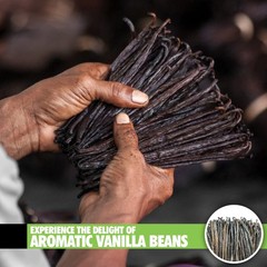 26 Organic Madagascar Vanilla Beans Extract Exclusive 26 Count (Pack of 1)