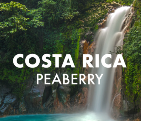 COSTA RICAN TARRAZU PEABERRY COFFEE BEANS DARK ROASTED 5 POUNDS – 1 POUND BAGS