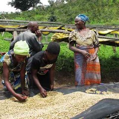 ETHIOPIAN YIRGACHEFF COFFEE BEANS DARK ROASTED 5 POUNDS