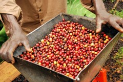 COSTA RICAN TARRAZU PEABERRY COFFEE BEANS MEDIUM ROASTED 2 POUNDS – 1 POUND BAGS