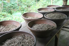 Bali Blue Moon unroasted green coffee beans Organic Rainforest Alliance, 4lbs