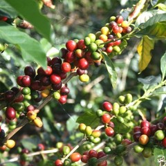 Java Arabica Coffee Beans Fresh Roasted Single Origin Indonesian Whole Bean 500g