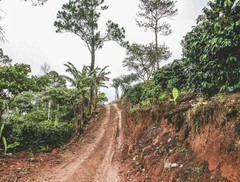 Nicaragua La Fortuna – Specialty Grade Organic Co – Single Origin – Medium Roast