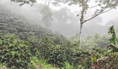 Nicaragua La Fortuna – Specialty Grade Organic Co – Single Origin – Medium Roast