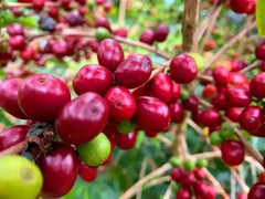 Daily Sips Rare Treasury Ethiopian Yirgacheffe Coffee Beans (Grade 1) – Single O
