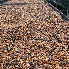 123 W Longitude Blend, 340 GR