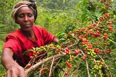2, 5, 10 LB KENYA KENYAN FRESH ROASTED COFFEE WHOLE BEANS OR GROUND – ARABICA