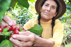 Peru unroasted green coffee beans, womens cooperative Fairtrade Organic FTO 4lbs