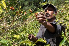 ETHIOPIA YIRGACHEFFE – Premium Specialty Coffee – Unroasted Green Beans Roaster