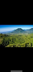 Roast Cofee Salvadorean 100% Organic
