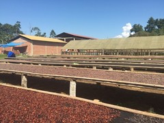 3lbs Bolivia Heirloom Certified-Organic Unroasted Cacao Beans. NEW CROP!