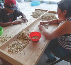 MEXICAN PUEBLA (UNROASTED GREEN CATURRA/HONEY COFFEE BEANS – Order 1 to 20 lbs