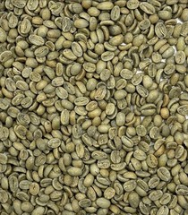 Green Coffee Beans / Guatemala Finca Santa Margarita/ 1 Pound / UNROASTED