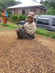 Lavanta Coffee Nicaragua Jinotega SHG Arabica Green or Roasted Coffee