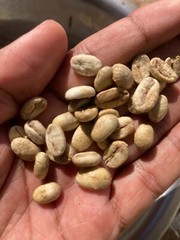 Organic Green Coffee Beans from Ceylon Dried Coffee Unroasted 100g Free Shipping