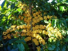 BRAZILIAN YELLOW BOURBON PEABERRY COFFEE BEANS MEDIUM ROASTED 5 POUNDS