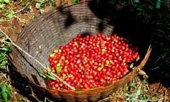 Mexican Oaxaca Coffee Beans Dark Roasted Daily 2 Bags 1 Pound Each