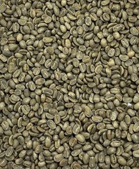 Green Coffee Beans / Haitian Savanne Zombie / 1 Pound / UNROASTED