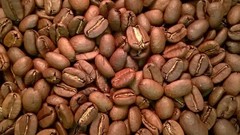 Coffee Beans / Papua New Guinea Eastern Highlands / 1 Pound / ROASTED
