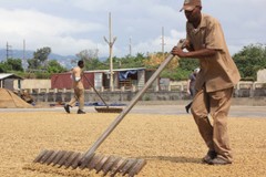 Jamaican Blue Mountain Coffee Beans Medium Roasted 12 Pounds In 1 Pound Bags