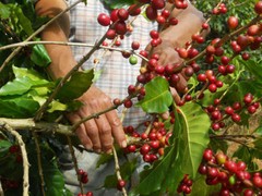 Guatemalan Huehuetenango Coffee Beans Medium Roasted 2 Pounds
