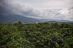 BRAZILIAN YELLOW BOURBON COFFEE BEANS PEABERRY MEDIUM ROASTED 2 POUNDS