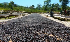 3 BEAN ESPRESSO COFFEE BEANS DARK ROASTED 5 POUNDS