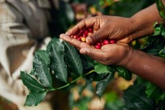 2lb/40lb – Burundi – African Coffee – Premium Unroasted Green Coffee Beans