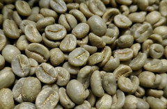 5 LB COSTA RICA, COSTA RICAN, UNROASTED GREEN COFFEE BEANS FIVE POUND/ARABICA !!
