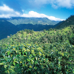 100% JAMAICAN BLUE MOUNTAIN COFFEE BEANS MEDIUM ROASTED 2 TO 12 POUNDS