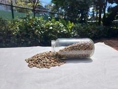 6 lb, le Cafe de Bondowoso – Arabica Coffee