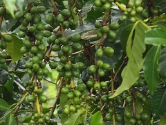 Lavanta Coffee Decaf Brazil Arabica Green or Roasted Coffee